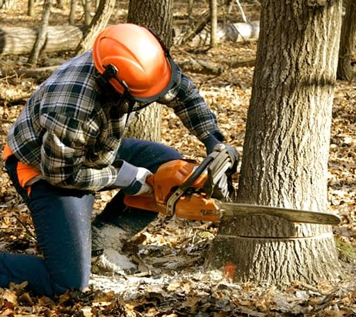 Tree Removal in Healdton, OK